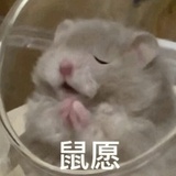 鼠鼠打算一打三