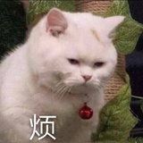 齐迦