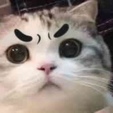 玉子