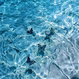 🐰的本质是流浪