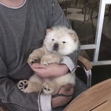 鹿