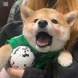 核桃