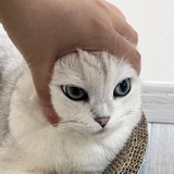 洨荼