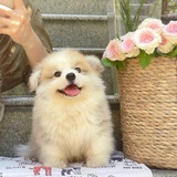 叮当响