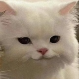 真是老实人