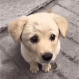 土狗