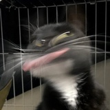 阿兔