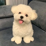 草莓五颗半