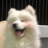 星星偷吻月亮
