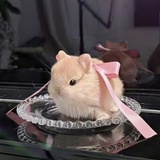 🌸粉