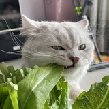 😼