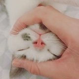 糖小喵