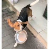 三浪朵