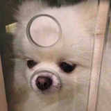 狗莓拿塞