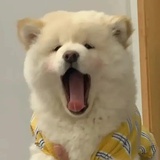 午夜心碎小狗
