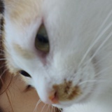 哈哈是只猫