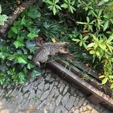 沉默如谜