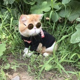 一只避水兽