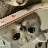 法厄同