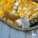 kiki
