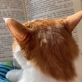 词语情境