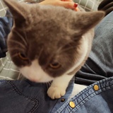 猫不语