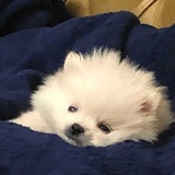 鹅不在乎