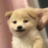 绿豆冰