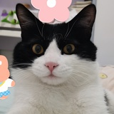 你喜欢芝士吗