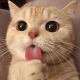 炵