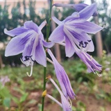 甜宝麻瓜
