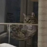 蒔萟