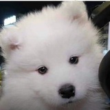 pochacco