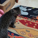 Rrrringo
