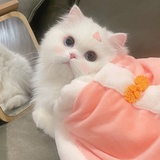 迷雾