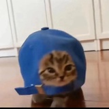 我受够了寿司吧