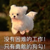 苦力怕天天开心