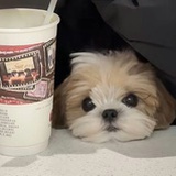 玛尔济夏犬
