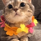 我就看看