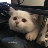 Aoi