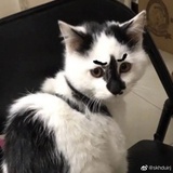 ◉‿◉