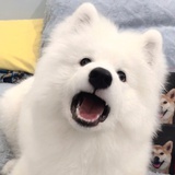 江江将将