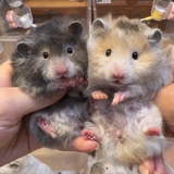 土豆不是马铃薯