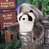 瓷堂老完能