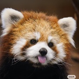 摩尔庄园小熊猫