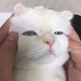 失棉小羊