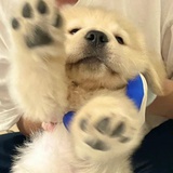 冰岛番茄酱