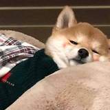 十七