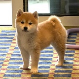 射箭高手唐雁丘