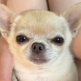 耶咦不啊哦